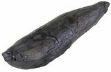 Fossil Sperm Whale Tooth - South Carolina #63553-1